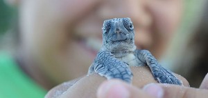 Anna Maria Island The Beach Cruiser turtle rescue  